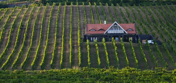 Winnice Górach Balaton Badacsony Węgry — Zdjęcie stockowe