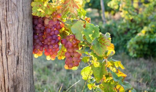 Ripe Grapes Vine Autumn Sunset — Stock Photo, Image