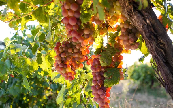 Dojrzałe Winogrona Winorośli Jesiennym Zachodzie Słońca — Zdjęcie stockowe