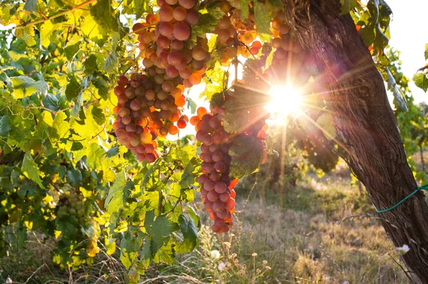 Dojrzałe Winogrona Winorośli Jesiennym Zachodzie Słońca — Zdjęcie stockowe