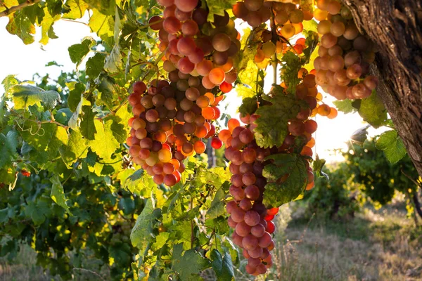 Uvas Maduras Videira Pôr Sol Outono — Fotografia de Stock