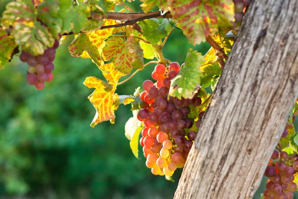 Ripe Grapes Vine Autumn Sunset — Stock Photo, Image