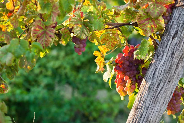 Reife Trauben Der Weinrebe Herbst Sonnenuntergang — Stockfoto