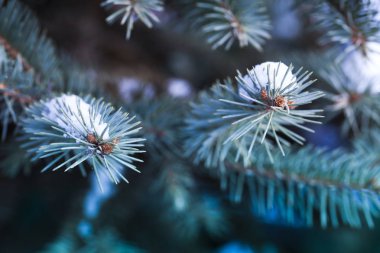 Karlı köknar ağacı dalları