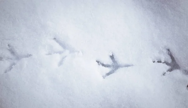 Empreintes Oiseaux Dans Neige — Photo