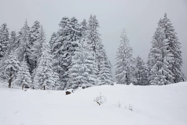 雪の冬背景覆われて山のモミの木 — ストック写真