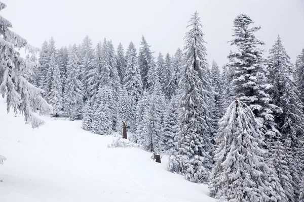 Vinter Bakgrund Snö Täckta Granar Bergen — Stockfoto