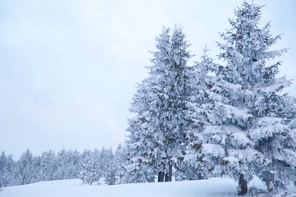 Fond Hivernal Sapins Enneigés Dans Les Montagnes — Photo