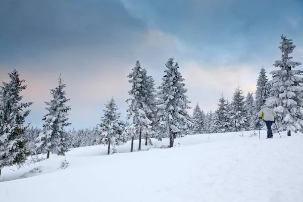 Fundo Inverno Árvores Cobertas Neve Abeto Nas Montanhas — Fotografia de Stock