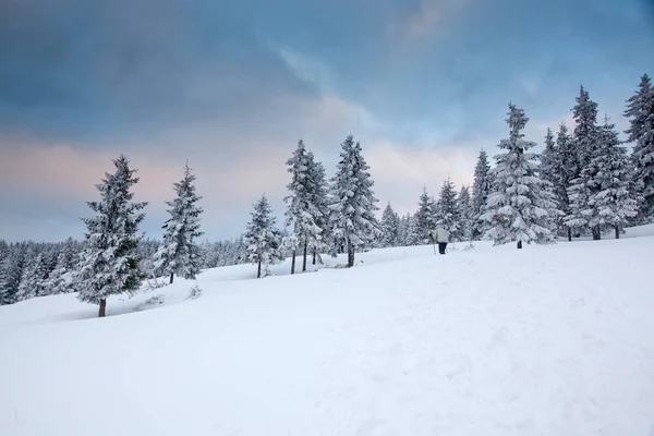 Fundo Inverno Árvores Cobertas Neve Abeto Nas Montanhas — Fotografia de Stock