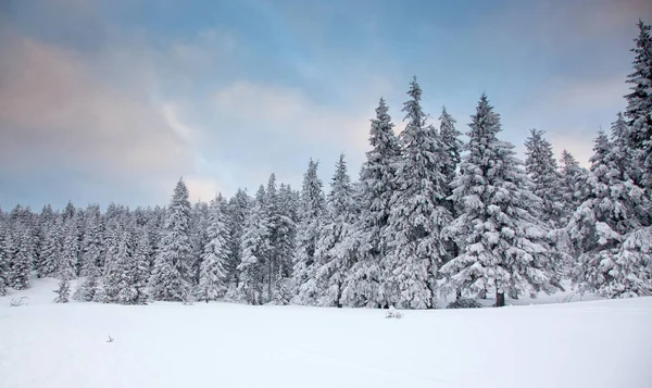 Achtergrond Van Winter Sneeuw Bedekt Sparren Bergen — Stockfoto