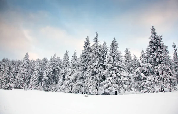 Winter Background Snow Covered Fir Trees Mountains — Stock Photo, Image