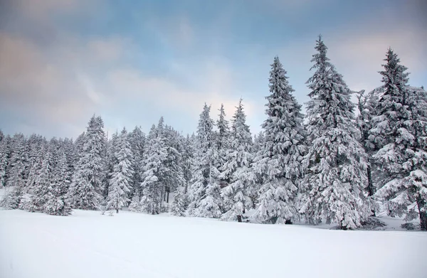 Fundo Inverno Árvores Cobertas Neve Abeto Nas Montanhas — Fotografia de Stock