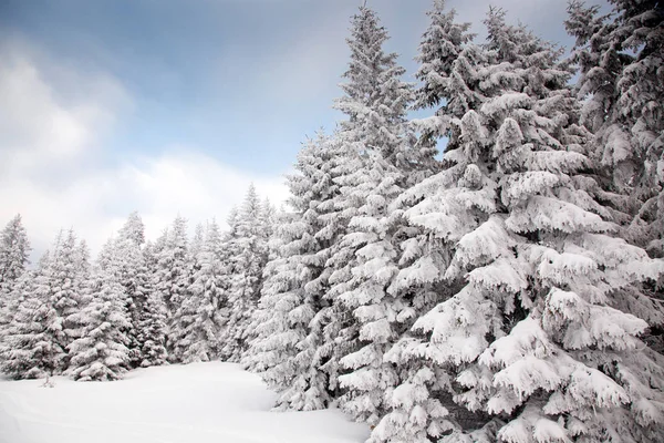 Fond Hivernal Sapins Enneigés Dans Les Montagnes — Photo