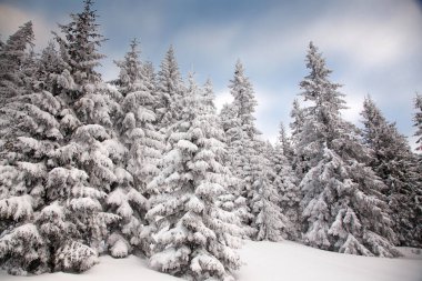 çam ağaçları dağlarda kar kış arka plan kapsamında