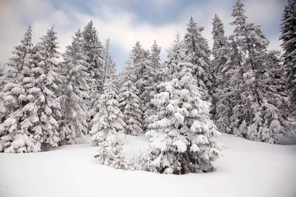 Winter Hintergrund Der Schneebedeckten Tannen Den Bergen — Stockfoto