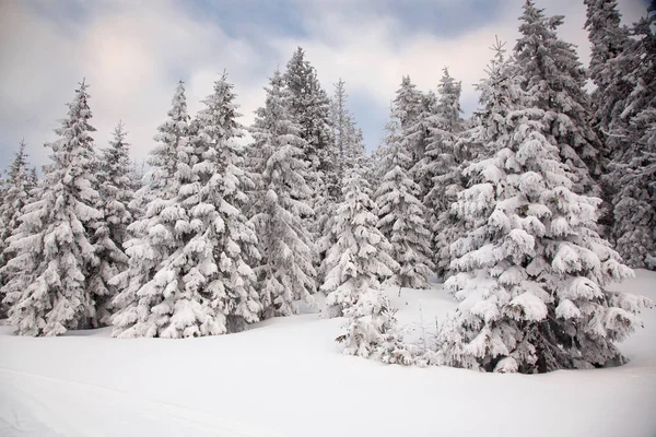 Зимний Фон Заснеженных Елок Горах — стоковое фото