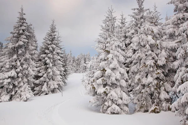 冬天背景雪覆盖了冷杉树在山 — 图库照片