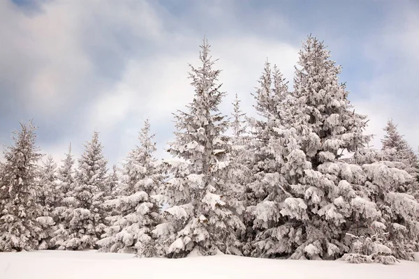 Fond Hivernal Sapins Enneigés Dans Les Montagnes — Photo