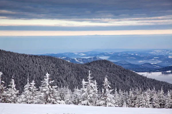 Fondo Invierno Abetos Cubiertos Nieve Las Montañas —  Fotos de Stock