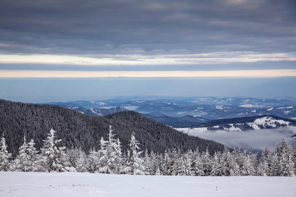 Fond Hivernal Sapins Enneigés Dans Les Montagnes — Photo