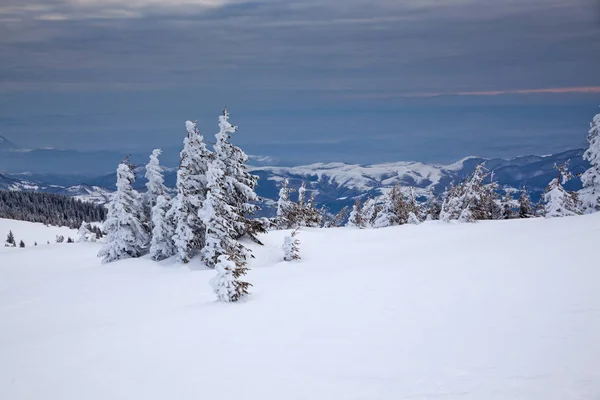 Fondo Invierno Abetos Cubiertos Nieve Las Montañas —  Fotos de Stock