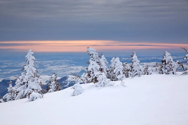 Fondo Invierno Abetos Cubiertos Nieve Las Montañas — Foto de Stock