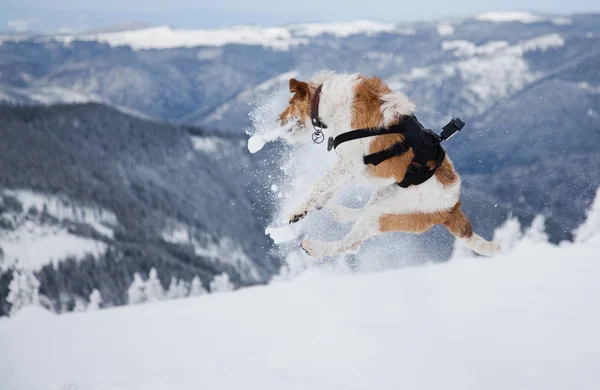 Feliz Fox Terrier Jugando Nieve Fresca Hermoso Día Invierno —  Fotos de Stock