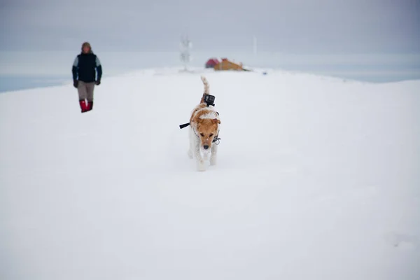 Feliz Zorro Terrier Trekking Con Maestro Invierno —  Fotos de Stock