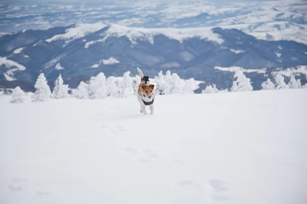Güzel Bir Kış Gününde Taze Karda Oynayan Mutlu Tilki Teriyeri — Stok fotoğraf