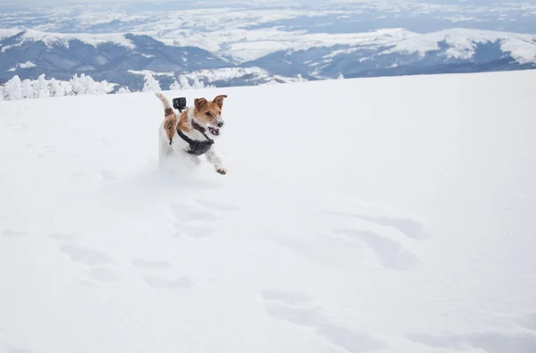 Feliz Fox Terrier Jugando Nieve Fresca Hermoso Día Invierno —  Fotos de Stock