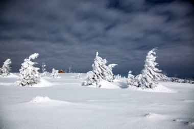 çam ağaçları dağlarda kar kış arka plan kapsamında