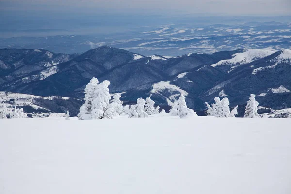 Fondo Invierno Abetos Cubiertos Nieve Las Montañas —  Fotos de Stock