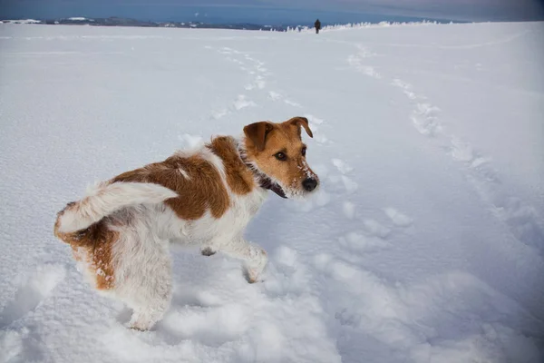 Feliz Raposa Terrier Jogando Neve Fresca Belo Dia Inverno — Fotografia de Stock