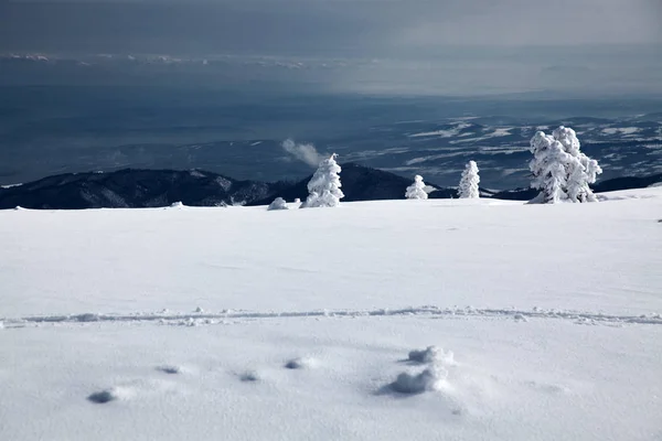 Fondo Invierno Abetos Cubiertos Nieve Las Montañas —  Fotos de Stock