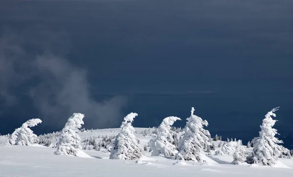 Winter Background Snow Covered Fir Trees Mountains — Stock Photo, Image