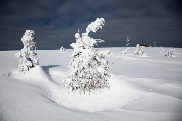 Зимний Фон Заснеженных Елок Горах — стоковое фото