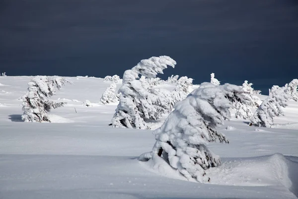 Fondo Invierno Abetos Cubiertos Nieve Las Montañas — Foto de Stock