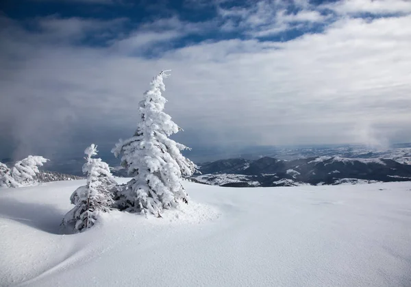 Fondo Invierno Abetos Cubiertos Nieve Las Montañas — Foto de Stock
