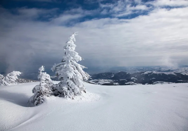 Sfondo Invernale Abeti Innevati Montagna — Foto Stock