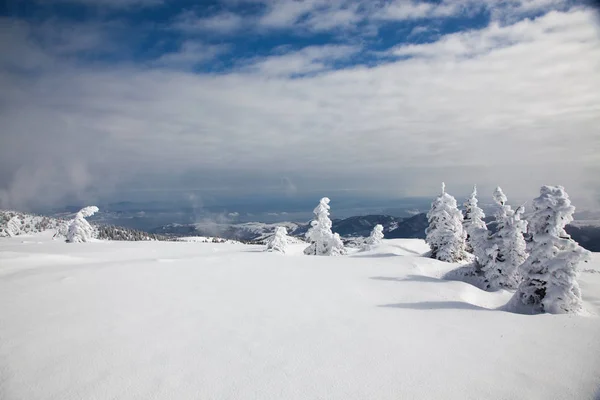 Vinter Bakgrund Snö Täckta Granar Bergen — Stockfoto