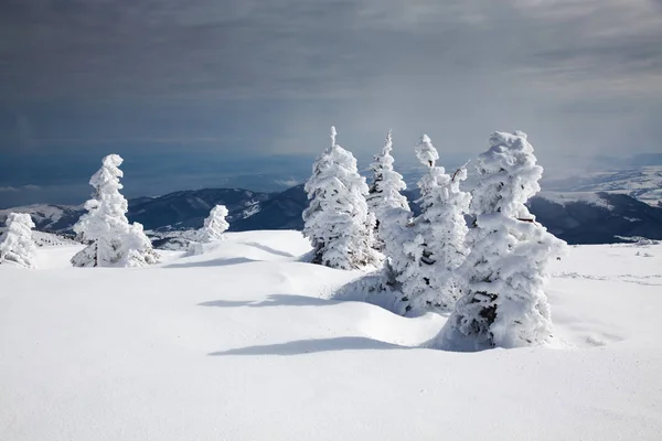 Fundo Inverno Árvores Cobertas Neve Abeto Nas Montanhas — Fotografia de Stock