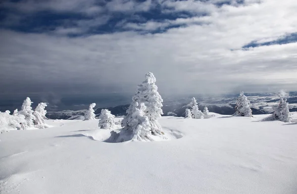 Fondo Invierno Abetos Cubiertos Nieve Las Montañas —  Fotos de Stock