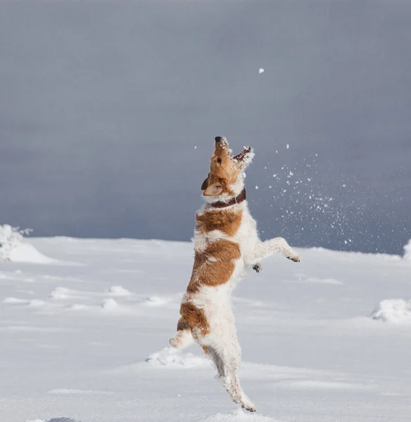 Boldog Róka Terrier Játszik Friss Egy Gyönyörű Téli Napon — Stock Fotó