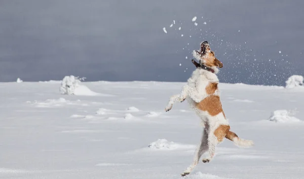 Happy Fox Terrier Playing Fresh Snow Beautiful Winter Day — Stock Photo, Image