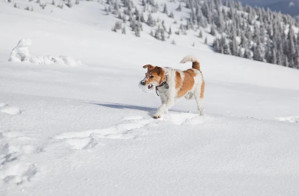 Feliz Fox Terrier Jugando Nieve Fresca Hermoso Día Invierno —  Fotos de Stock