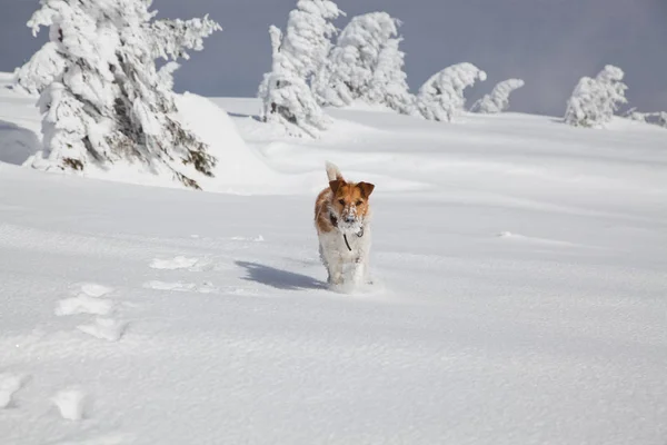 Boldog Róka Terrier Játszik Friss Egy Gyönyörű Téli Napon — Stock Fotó