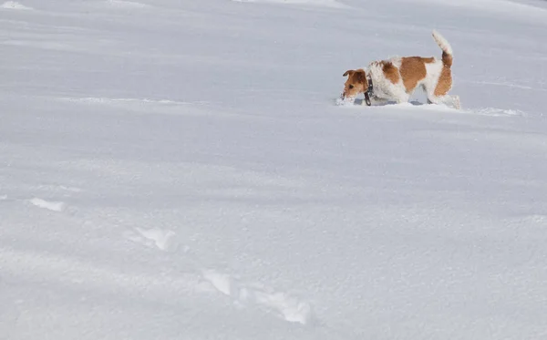 Χαρούμενο Τεριέ Αλεπού Παίζει Φρέσκο Χιόνι Μια Όμορφη Μέρα Του — Φωτογραφία Αρχείου