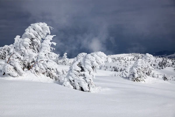 Fondo Invierno Abetos Cubiertos Nieve Las Montañas — Foto de Stock