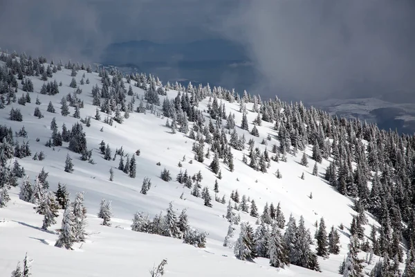 Winter Background Snow Covered Fir Trees Mountains — Stock Photo, Image